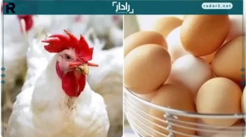 أسعار الفراخ.. انطلاق تعاملات بورصة الدواجن في مصر يوم 20 ديسمبر 2025 مع تحديثات السوق اليومية